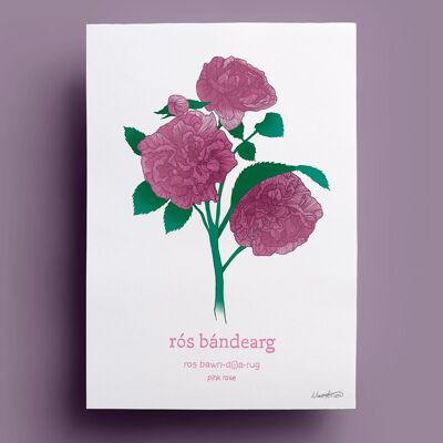 Rós Bandearg | Rosa rosada