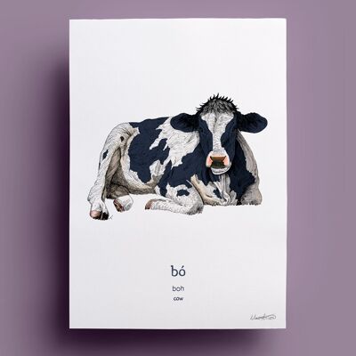 Bó | Cow