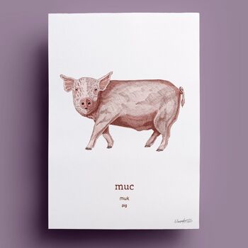 Muc | Cochon 1