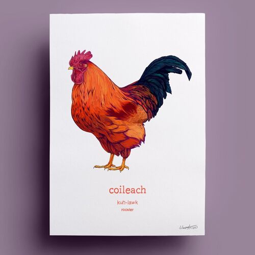 Coileach | Rooster
