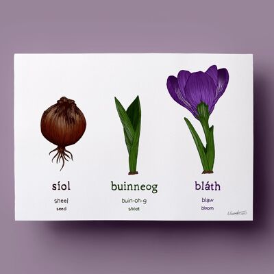 Siol - Buinneog - Bláth | Graine - Pousse - Fleur