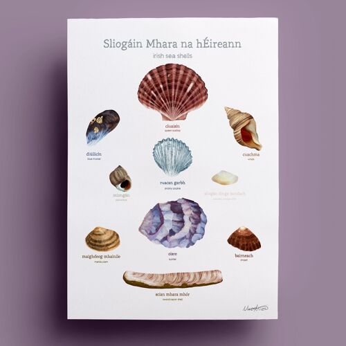 Sliogáin Mhara na hÉiireann | Irish Sea Shells