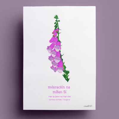 Méaracáin na mBan Sí | Dés à coudre de Banshee / Foxglove