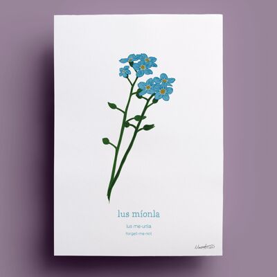 Lus Míonla | Forget-me-not