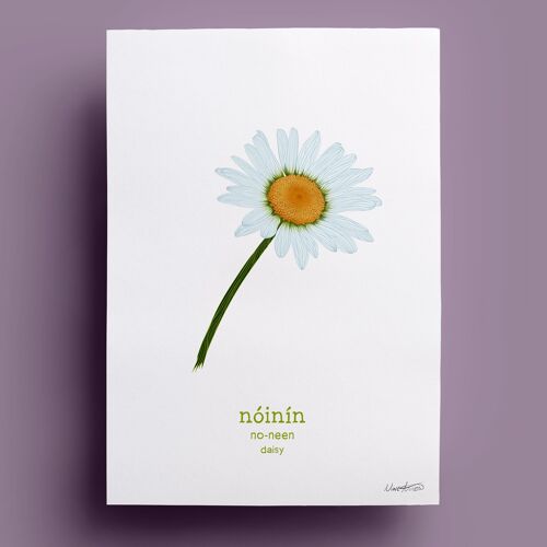 Nóinín | Daisy