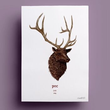 Poc | Cerf 1