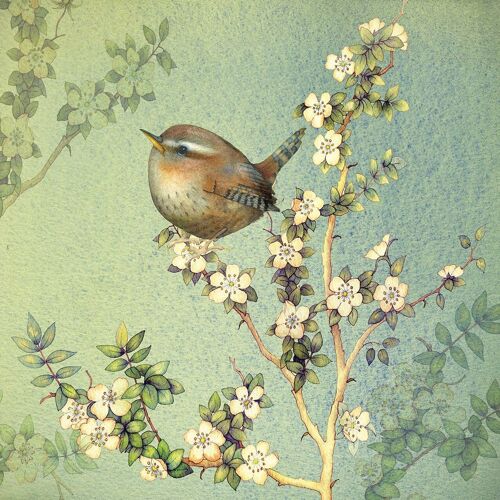 NEW: Tiny Wren - 1xNotecard Pack