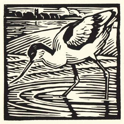 Avoceta