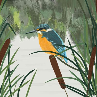 Kingfisher and Bullrushes