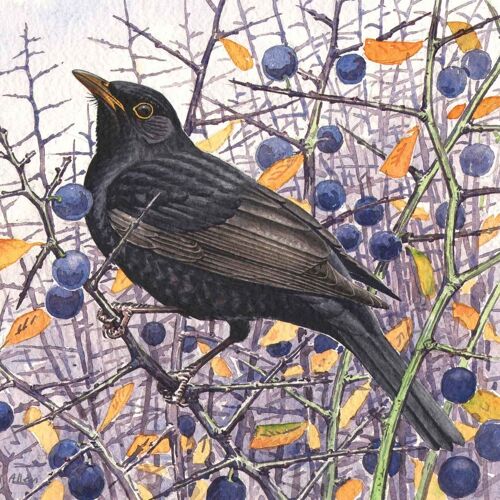 Blackbird - watercolour