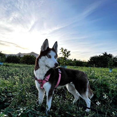 Pink Flamingo Harness - L