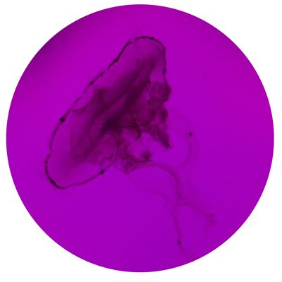 TONDOS "Jellyfish 42" 30 cm (d) x 8 mm (h)