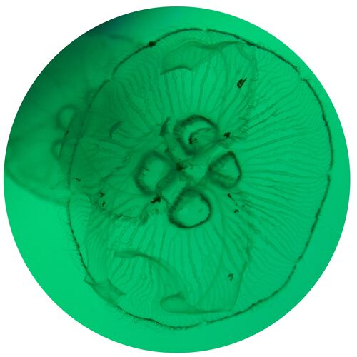 TONDOS "Jellyfish 44" 30 cm (d) x 6 mm (h)