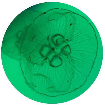 TONDOS "Jellyfish 44" 30 cm (d) x 8 mm (h)