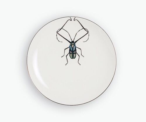 Plato llano escarabajo arlequín
