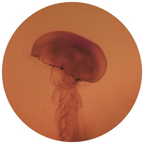 TONDOS "Jellyfish 45" 20 cm (d) x 6 mm (h)