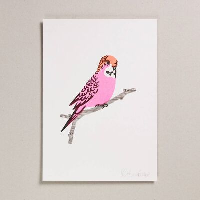 Risograph Print - Pink Budgie