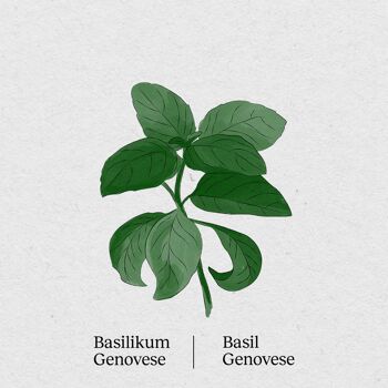 Basilic Genovese - Paquet de 4 graines 1