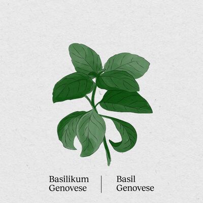 Basilico Genovese - Confezione Da 4 Semi