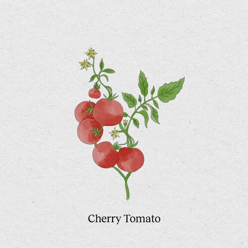 Cherry Tomato - Seed Packet 4 Pack