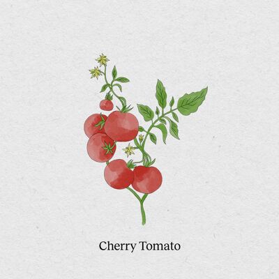 Tomate cerise - Paquet de 4 graines