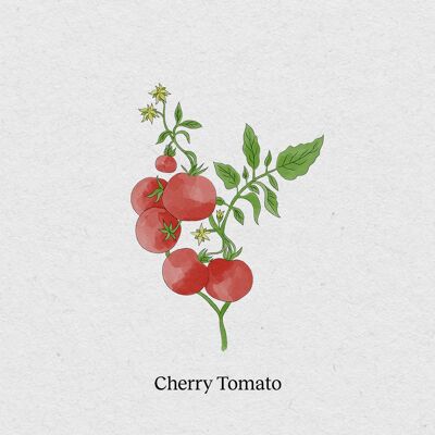 Tomate Cherry - Paquete de semillas Paquete de 4