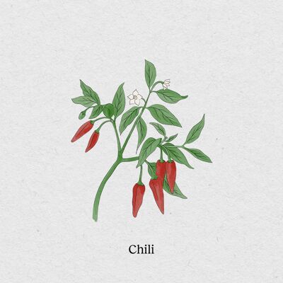 Chili - Seed packet 4-pack
