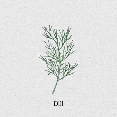 Dill - Seed Packet 4 Pack