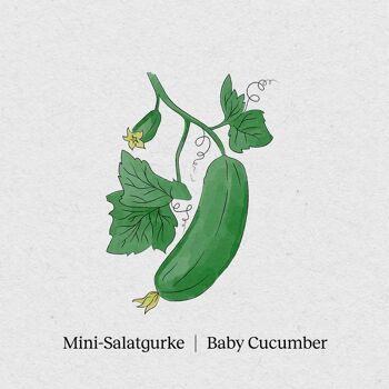 Mini Concombre - Sachet de 4 Graines 1