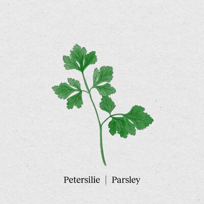 Parsley - Seed Packet 4 Pack