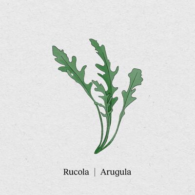 Rucola - Confezione di semi Confezione da 4