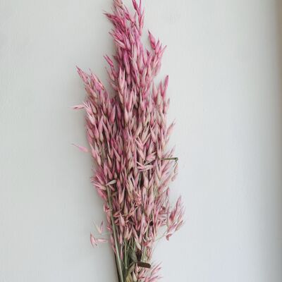 Avena Pink Dried Flowers