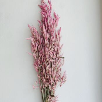 Fleurs séchées rose Avena 1