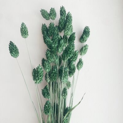 Phalaris Green Dried Flowers