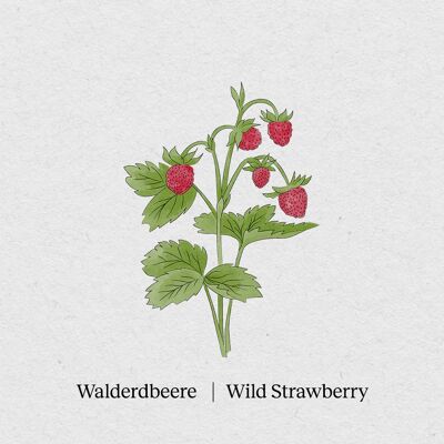 Wild Strawberry - Seed Packet 4 Pack