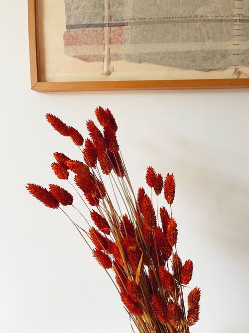 Phalaris Orange Dried Flowers