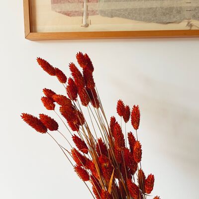 Phalaris Orange Dried Flowers