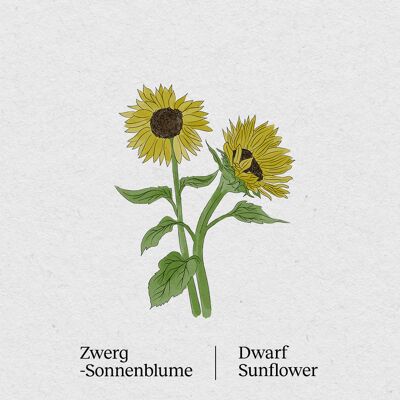 Little Sunshine Dwarf Sunflower - Paquete de semillas, paquete de 4