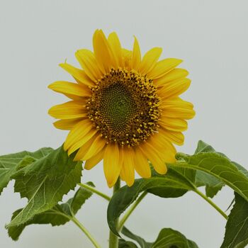 Tournesol nain Little Sunshine - Paquet de 4 graines 2