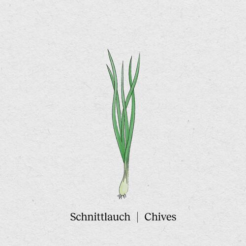 Schnittlauch - Samenpaket 4er-Pack