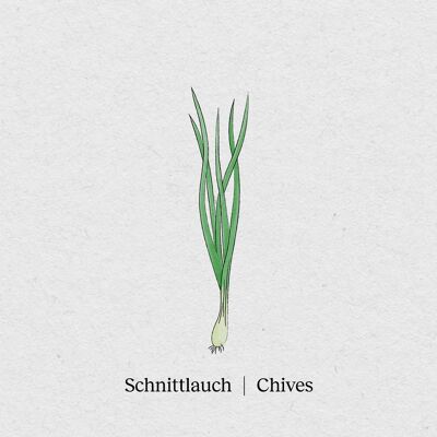 Chives - Seed packet 4-pack