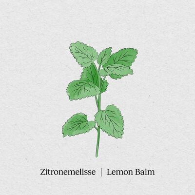 Lemon Balm - Seed Packet 4 Pack