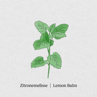 Lemon Balm - Paquete de semillas Paquete de 4