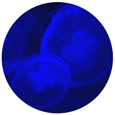 TONDOS "Jellyfish 43" 30 cm (d) x 6 mm (h)