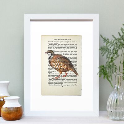 Pernice Vintage libro pagina A4 Art Print