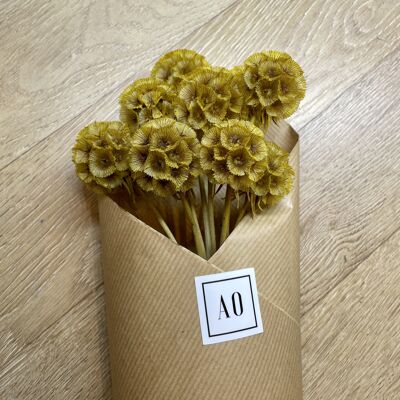 Stabilized Scabious Boot - Yellow