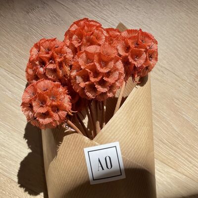 Stabilized Scabious Boot - Coral