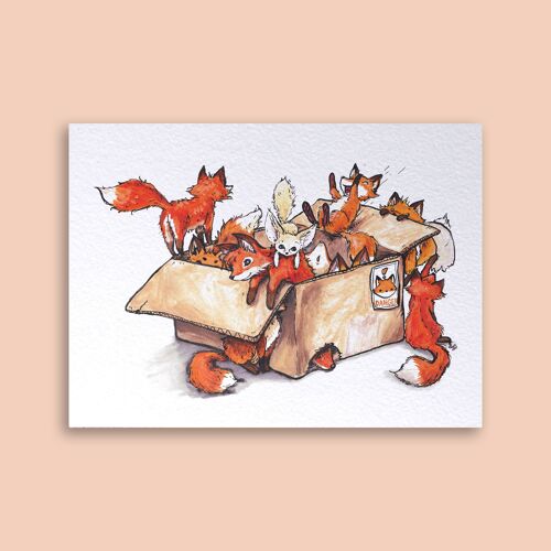 Card Box of Foxes