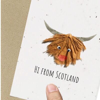 Écosse, Highland Bull Semences à planter respectueuses de l'environnement