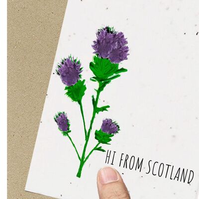 Escocia, cardo ecológico plantable con semillas